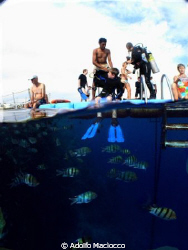 Jackie and Juonior diver
Grand Sharm floating jetty
Sha... by Adolfo Maciocco 